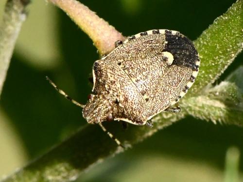 Holcostethus albipes